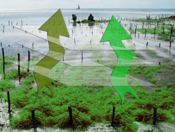 Seaweed - The High Humidity Permeability Problem